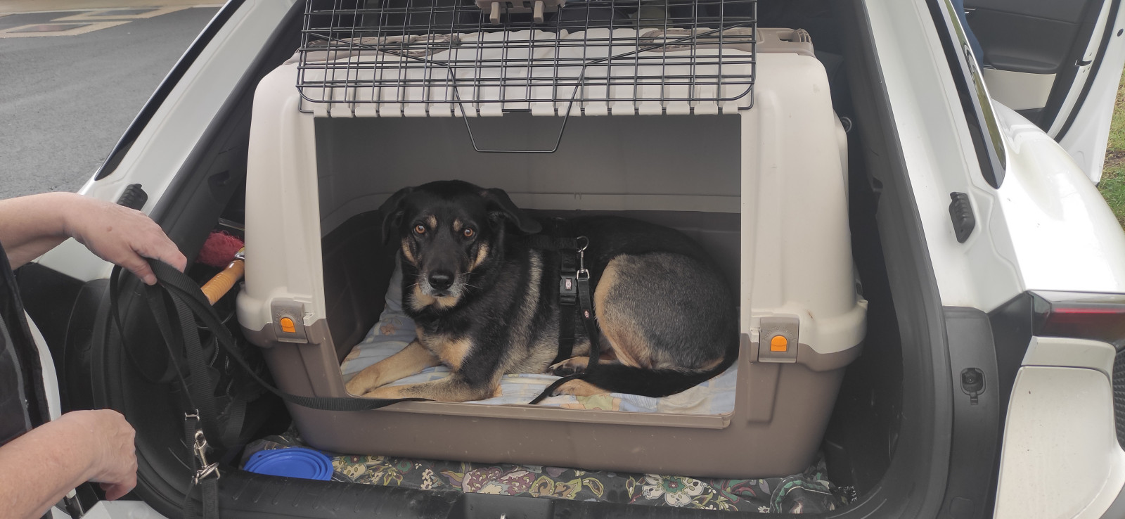 Kia EV6 Kofferraum mit Hund