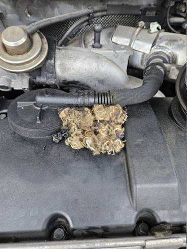 Ein Nest