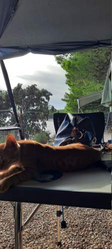 Auch der Katze vom CPL. gefällts