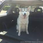 Der Hund hätte sich auch gefreut...hier statt im kleinen Kia zu fahren