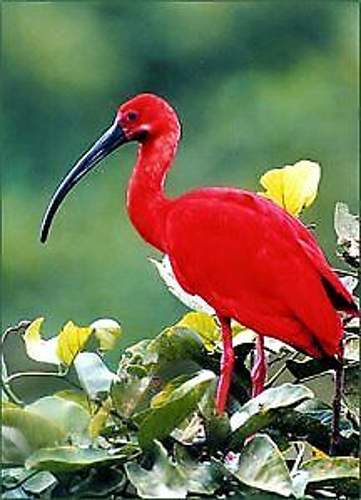 Ibis