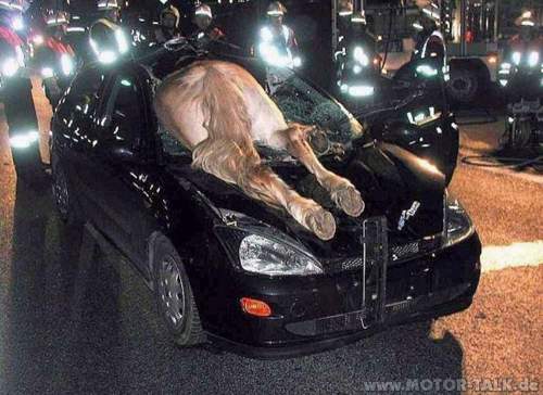 Pferd