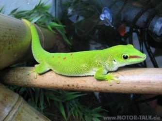 Gecko