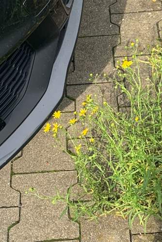Blümchen