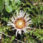 Ne Distel wärs sagt Ulrike