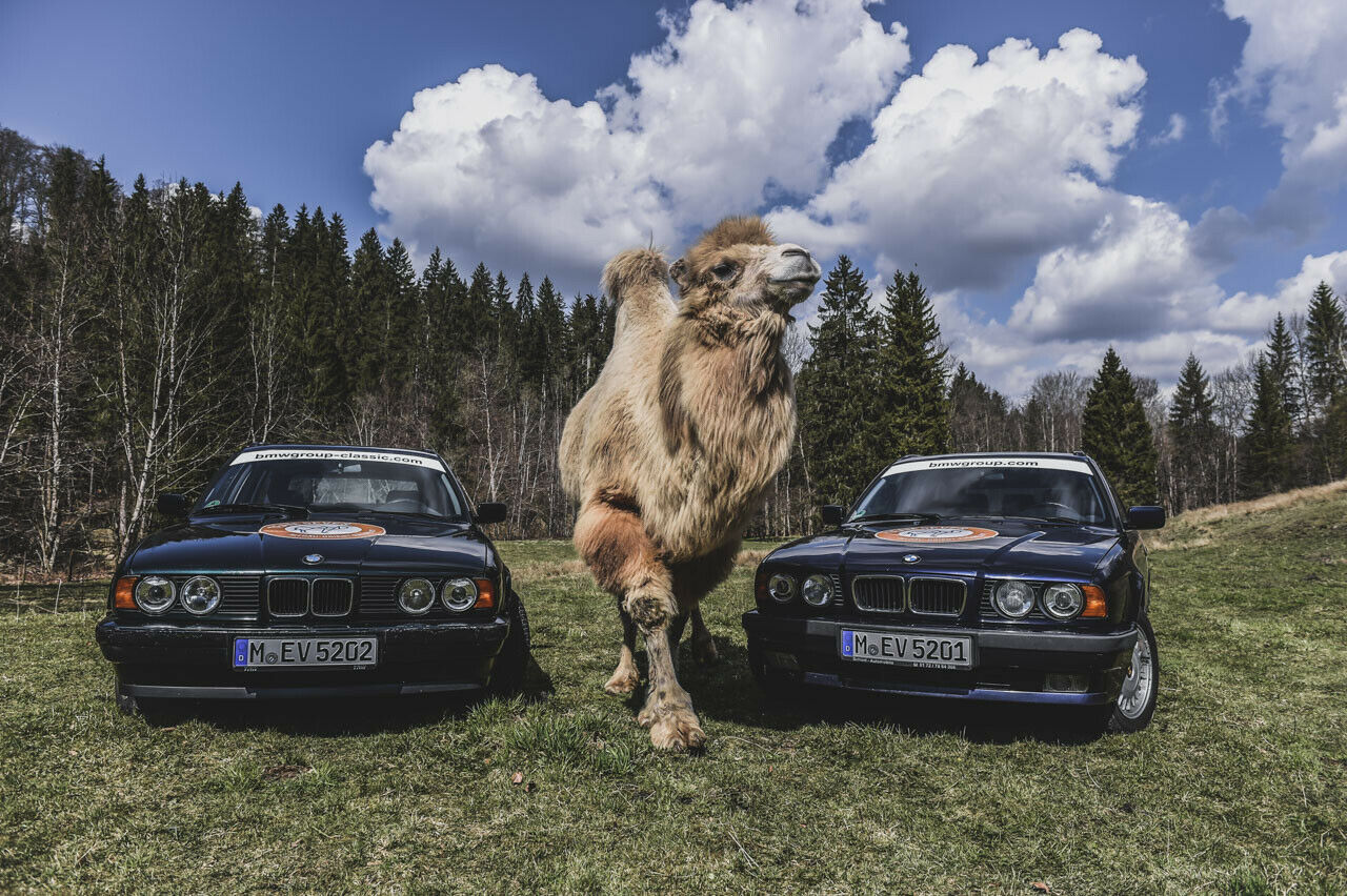 Lastentiere: Die BMW BMW E34 mit M50 Touring sollen das Team "5ever" im Rahmen der Rallye Allgäu-Orient bis nach Jordanien bringen