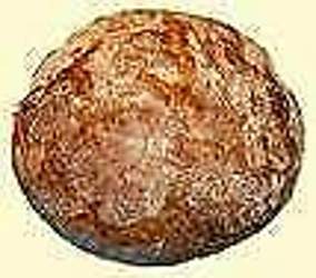 Brot