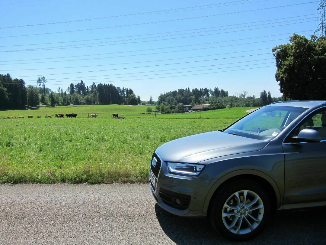 Audi Q3 vor Kuhweide