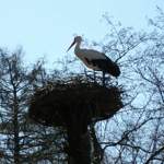 Fauna-039