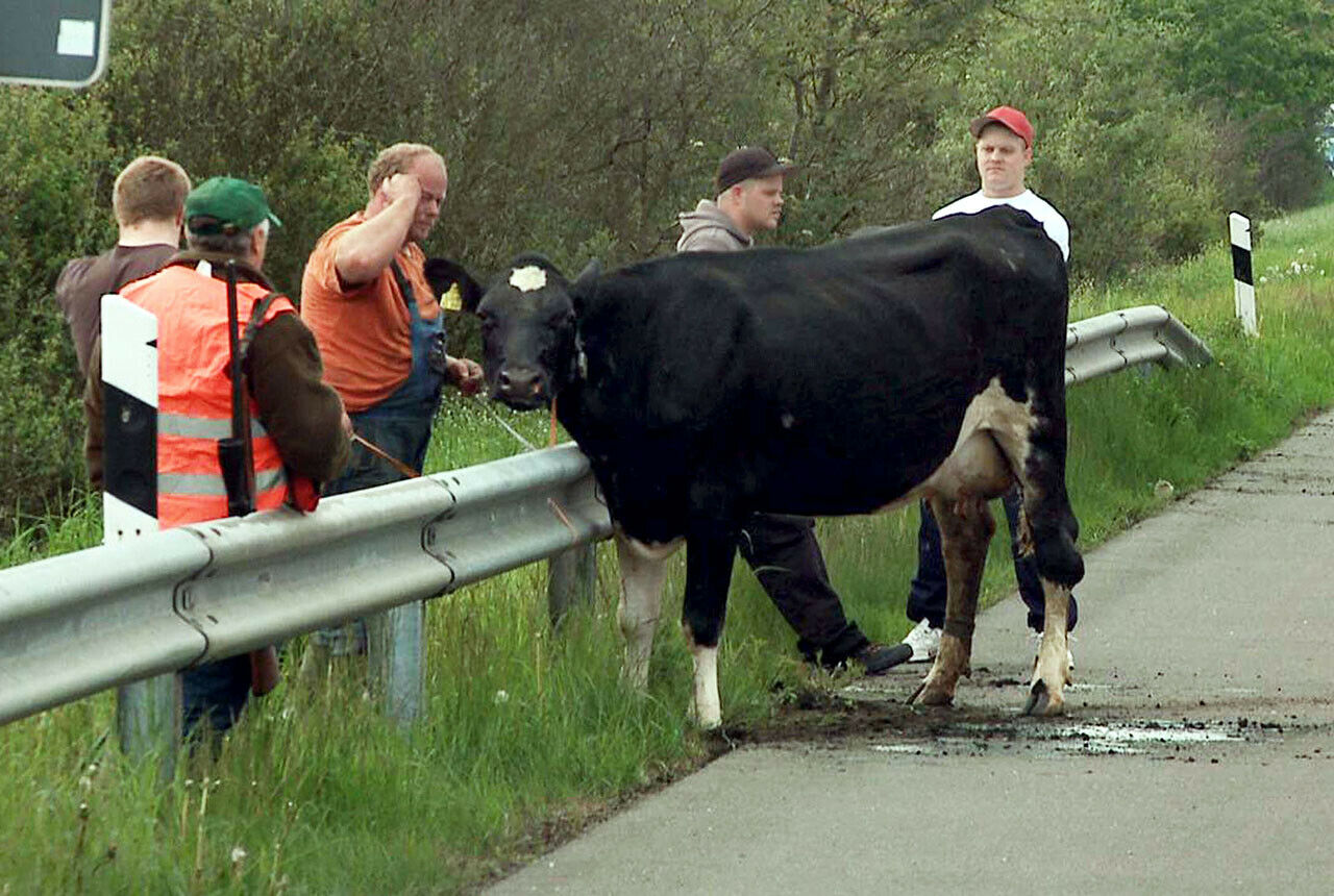Immer wieder gelangen Tiere auf die Autobahn, diese Kuh war im Mai 2012 in der Nähe von Kiel auf die Autobahn 7 gelangt, jetzt sorgte ein Bulle bei Vlotho für eine Vollsperrung
