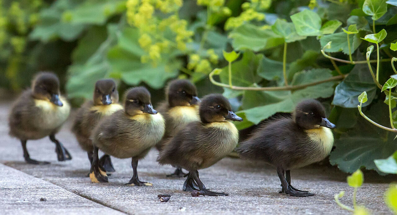 Die Beamten hielten das Moselufer für einen geeigneteren Platz für die Entenfamilie
