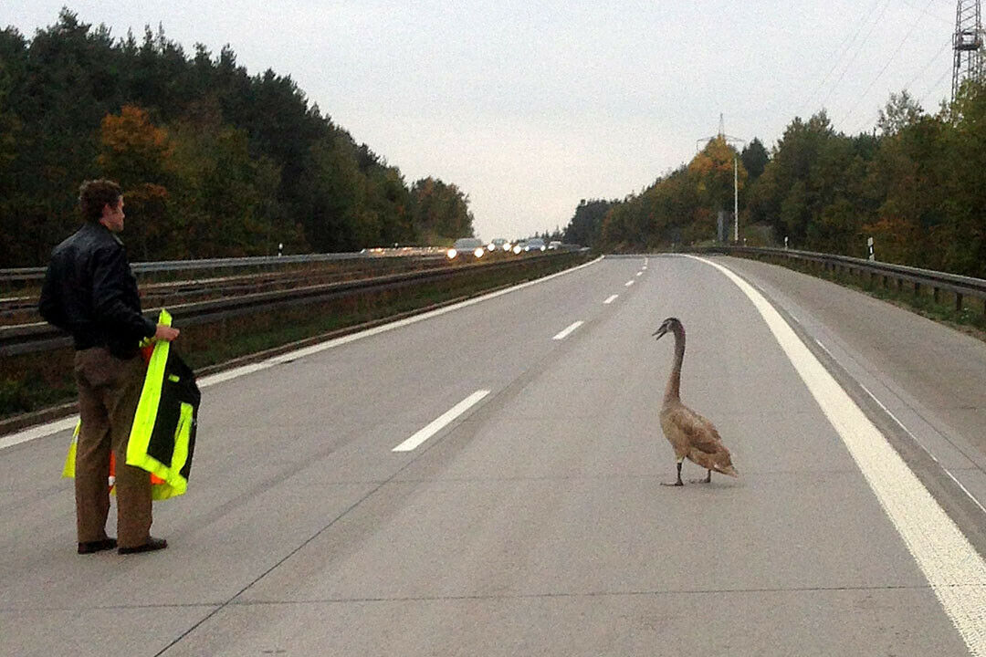 Ein Schwan hat auf der A 93 für einen Verkehrsstau gesorgt. Ein Polizist konnte das Tier schließlich zum Abflug bewegen