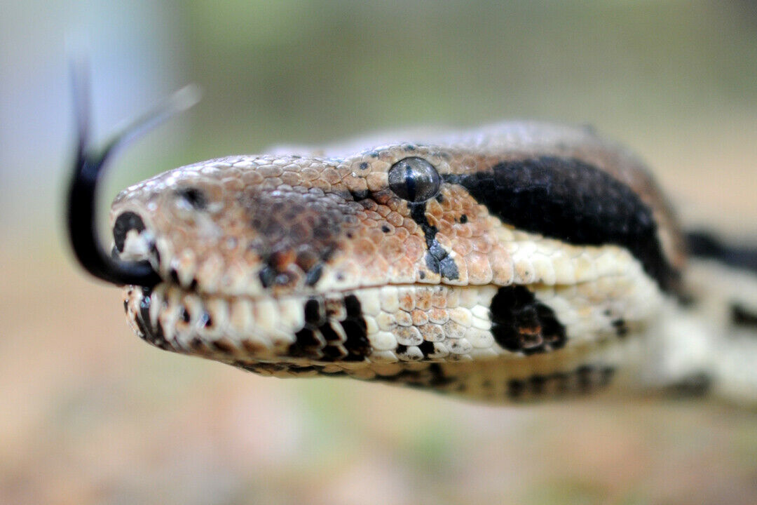 Eine Boa Constrictor (Königsboa) kann drei Meter und länger werden