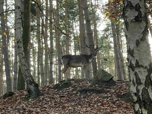 Hirsch