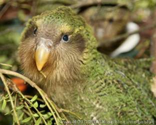 kakapo