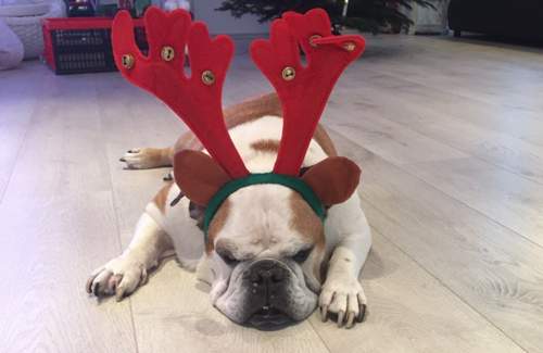 Santa