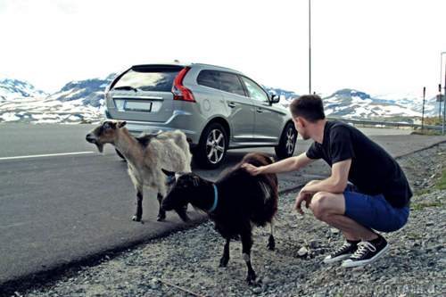 XC60