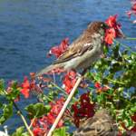 Vorwitziger Spatz