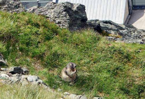 Murmel