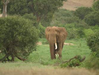 Kenia-ma