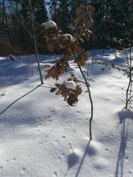 Img-20210214