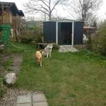 Hunde fühlen sich wohl