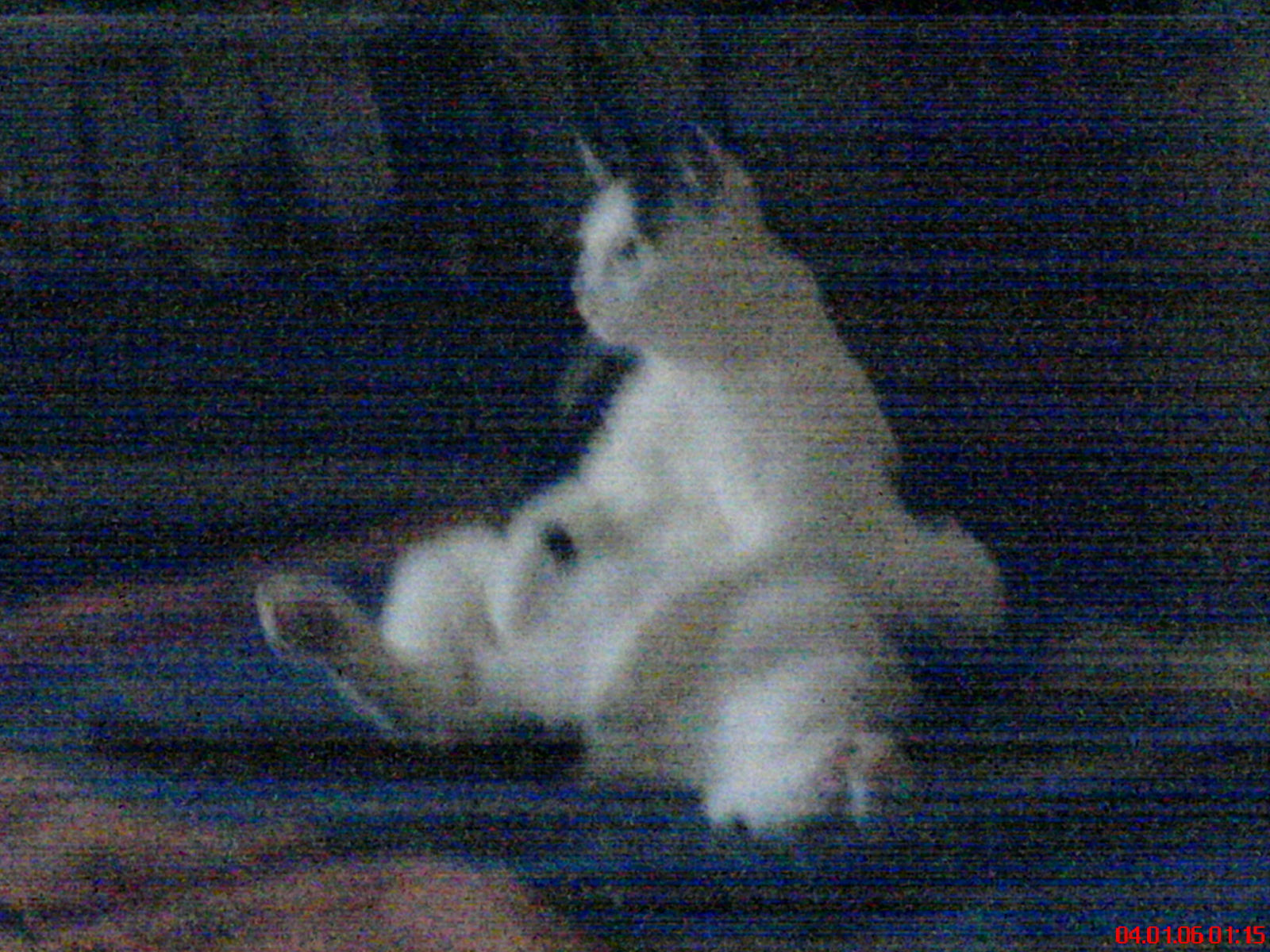 Cat out of hell
