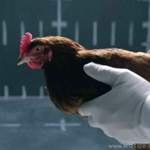 Chicken-mercedes