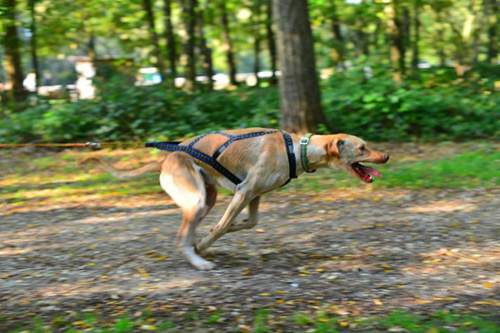 Hund1