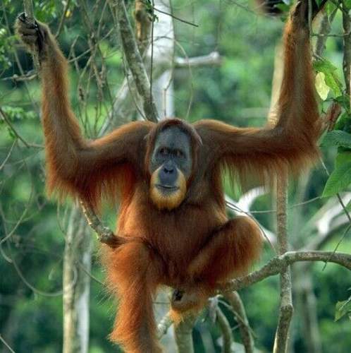 Hi-res-orangutan-393790-jpg-393797