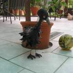 Pechvogel