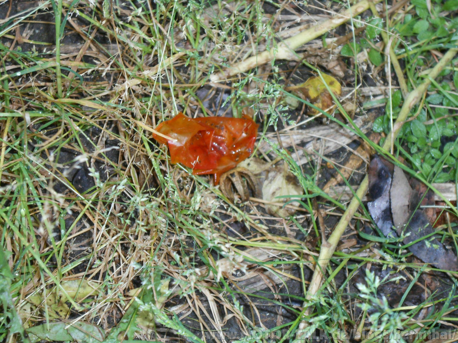 Der 35i Quassel-Blog