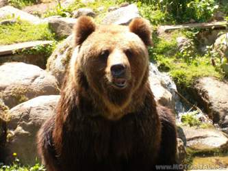 Braunbaer