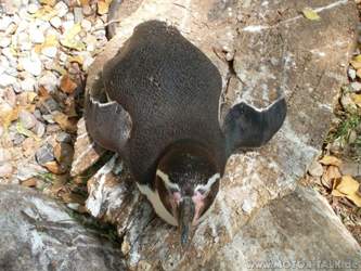 Pinguin