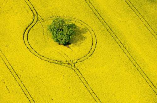 Die Biospritproduktion mit Raps statt Palmöl ist nur ein Fünftel so effizient