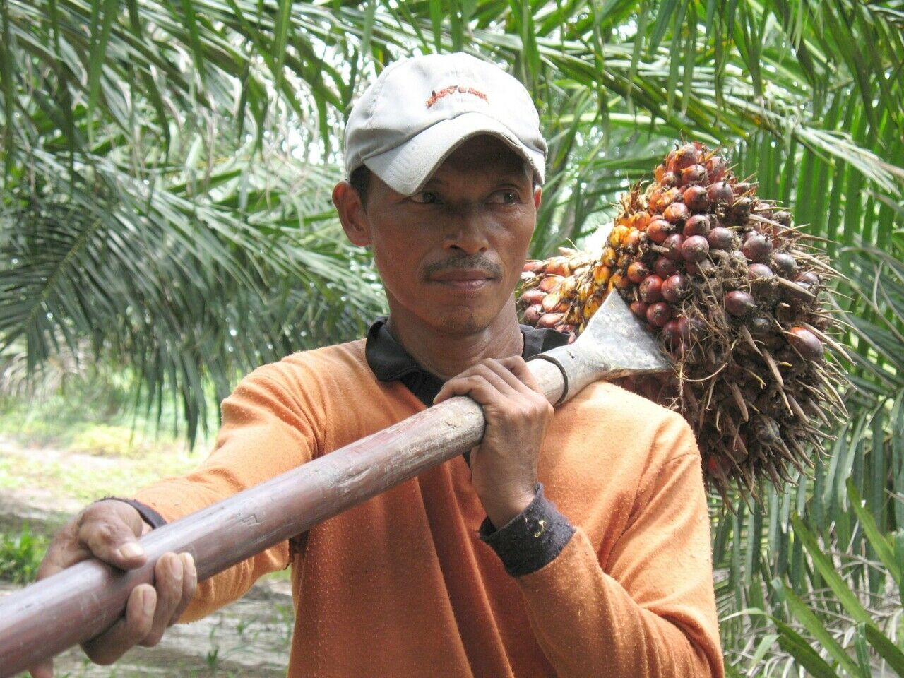 Die Palmölindustrie hat weltweit mehrere Millionen Arbeitsplätze geschaffen