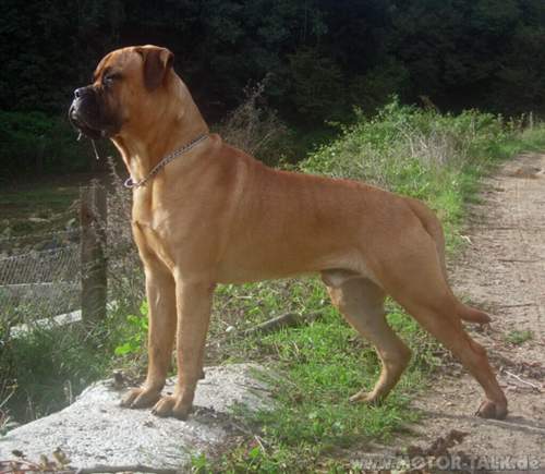 Bullmastiff-edited