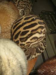 Img-0557
