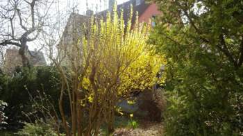 Garten-goldregen-20100327