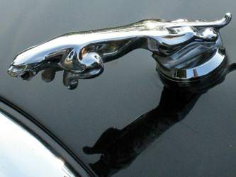 Katze-auf-dem-auto