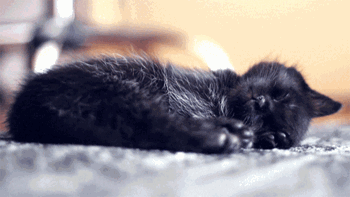 Schlafende-schwarze-katze-atmet-tief