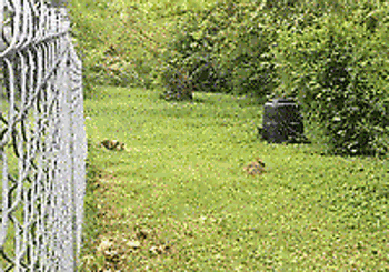 Funny-gif-cat-chase-rabbit