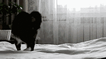 Funny-cat-playing-invisible-enemy