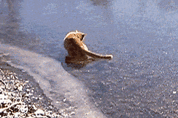 Funny-gif-cat-ice-lake-frozen
