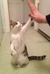 Give-me-five