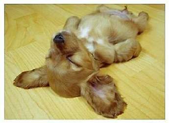 hund