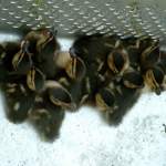 Tierrettung
