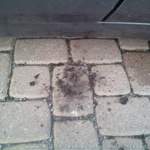 Rost