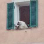 Blanco, das liebe Tier
