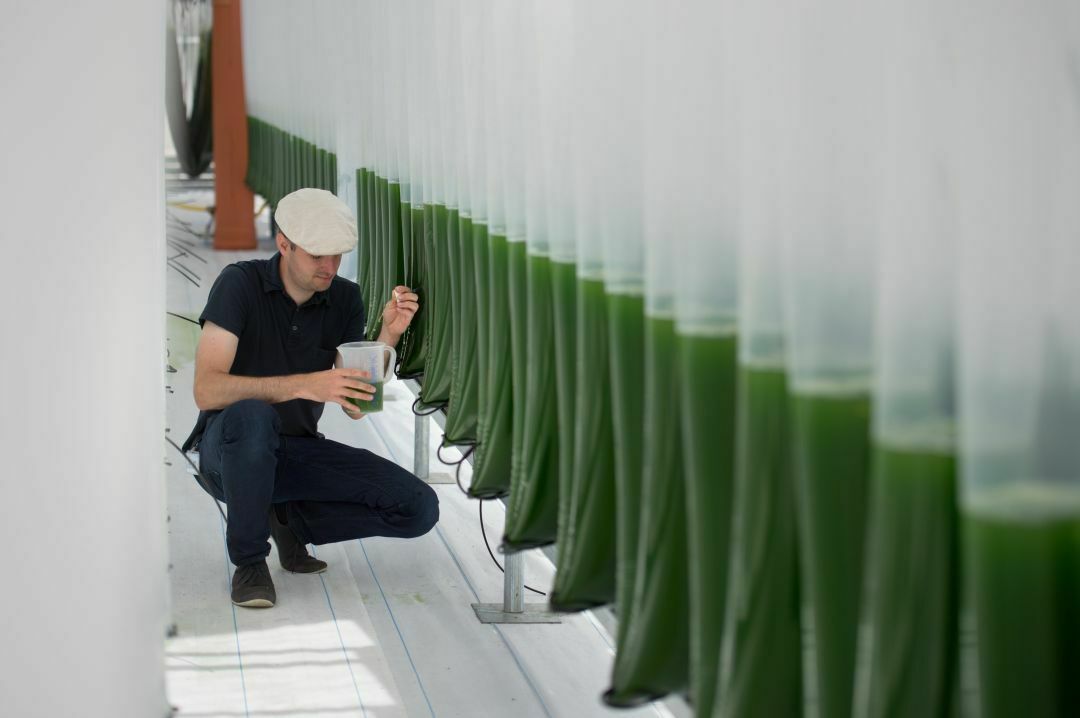 Im Projekt "Aufwind" wird am Forschungszentrum Jülich die Produktion von Algen und deren Umwandlung zu Biokerosin untersucht